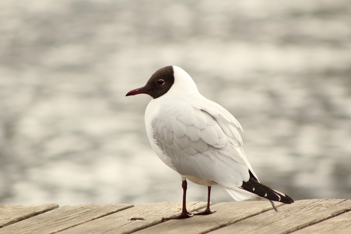 Black-headed Gull - ML550741431