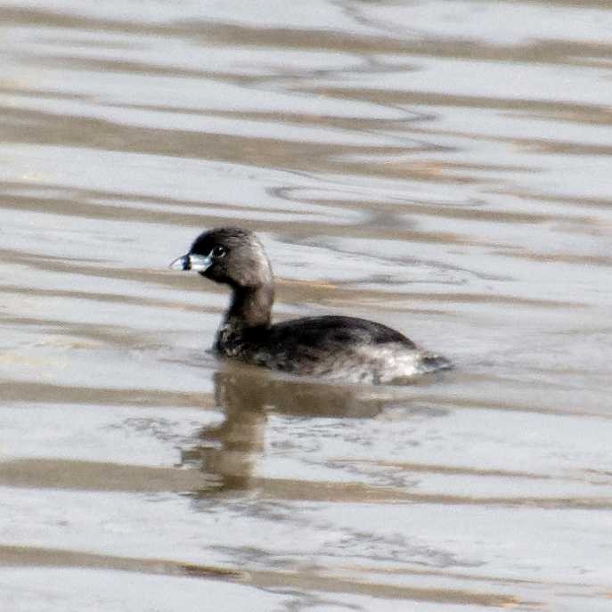 Pied-billed Grebe - ML550741761