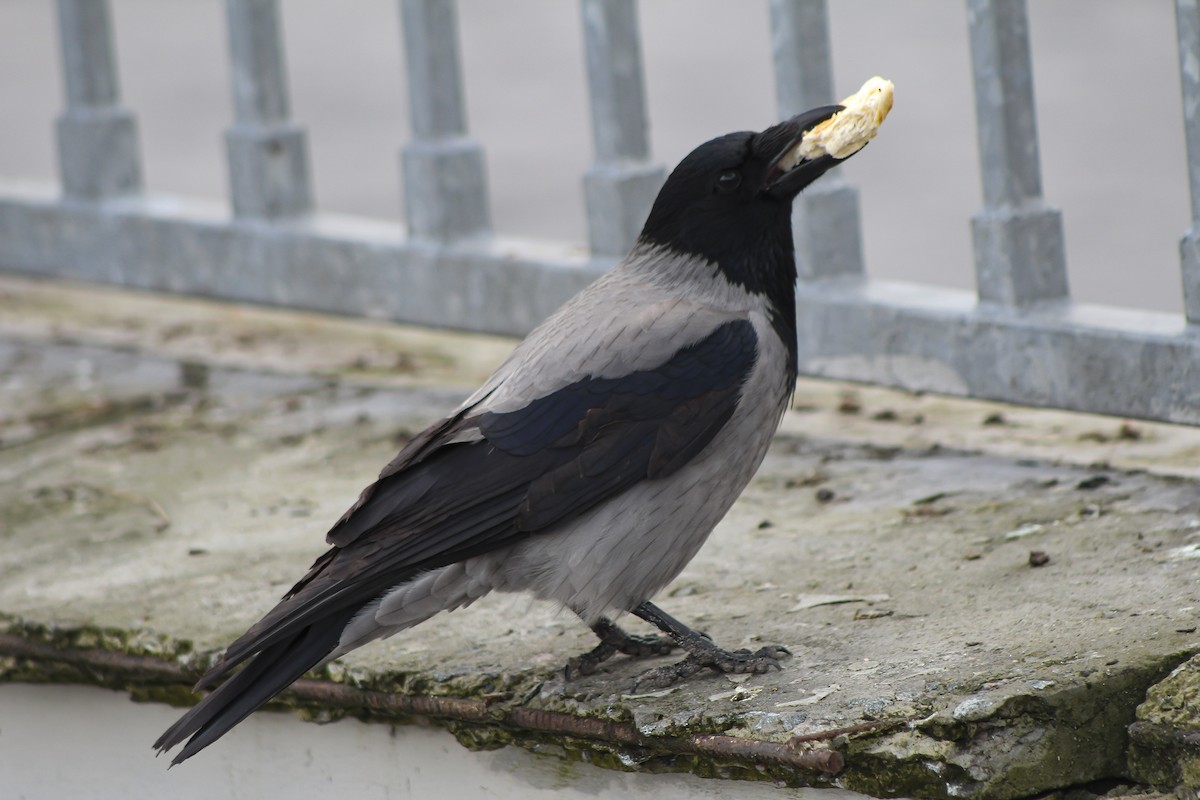 Hooded Crow - Ekaterina Kr