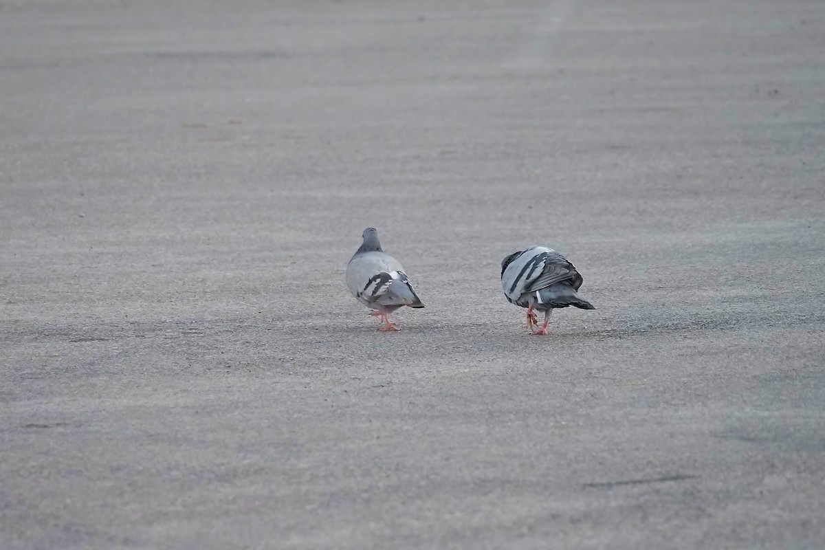 Rock Pigeon (Feral Pigeon) - ML550743051