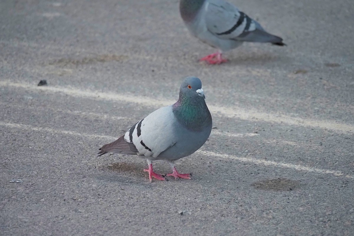 Rock Pigeon (Feral Pigeon) - ML550743061