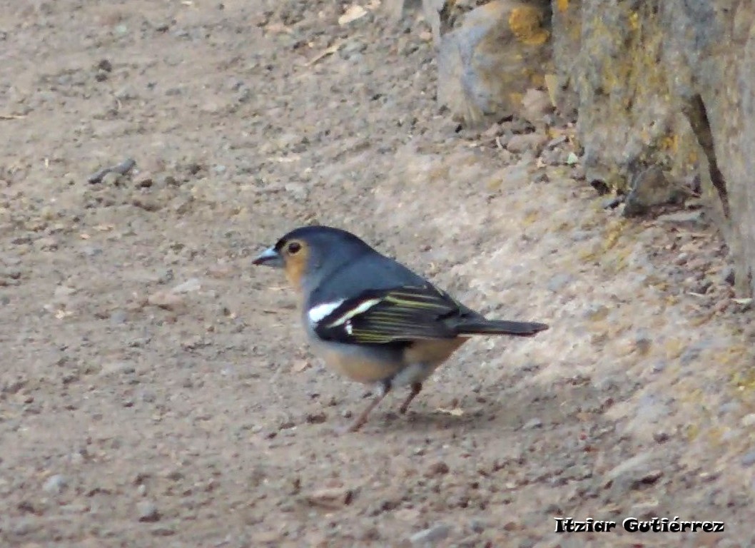 Pinson des Canaries (canariensis/ombriosa) - ML550744421