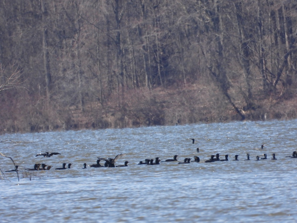 Double-crested Cormorant - ML550745241