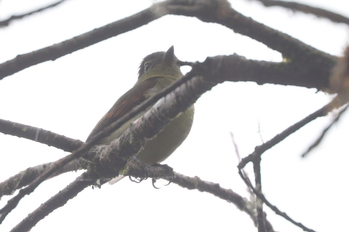 Barred Becard - William Hull