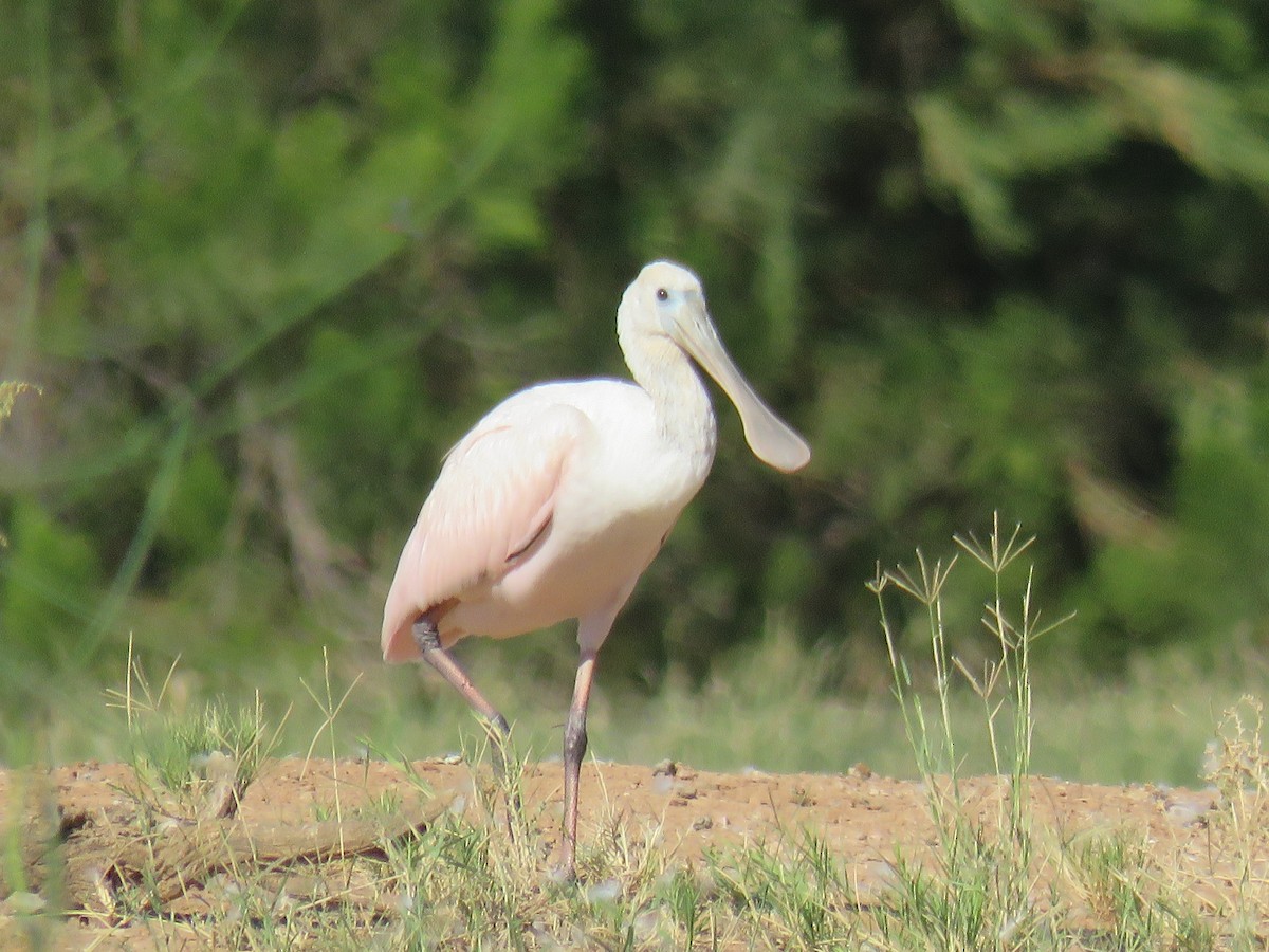 Roseate Spoonbill - ML550745951