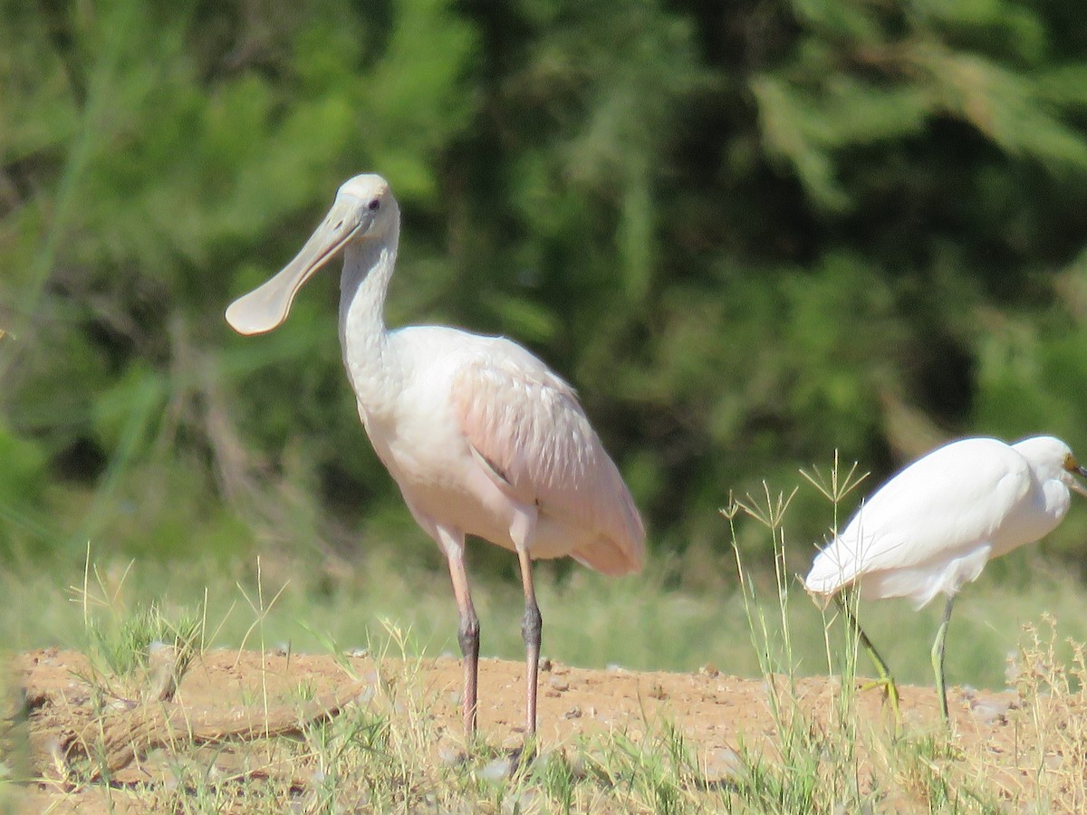 Roseate Spoonbill - ML550745961