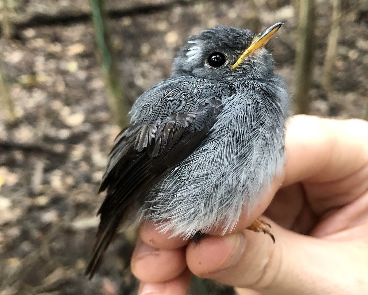 Yellow-footed Flycatcher - ML550746021