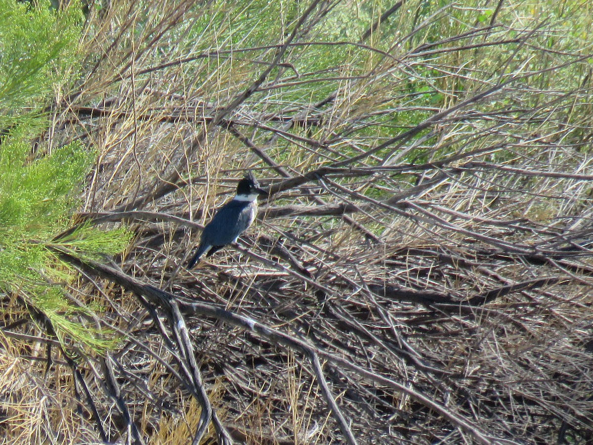 Belted Kingfisher - ML550746331