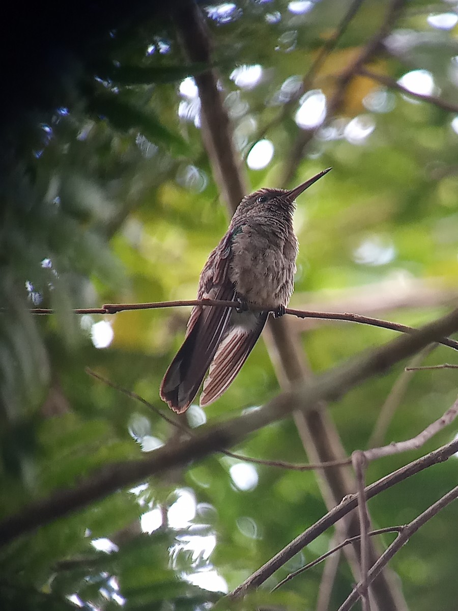 Colibrí de Cuvier - ML550747381