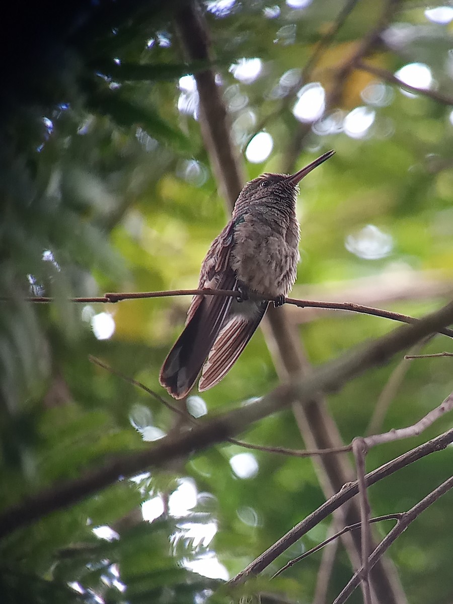 Scaly-breasted Hummingbird - ML550747391