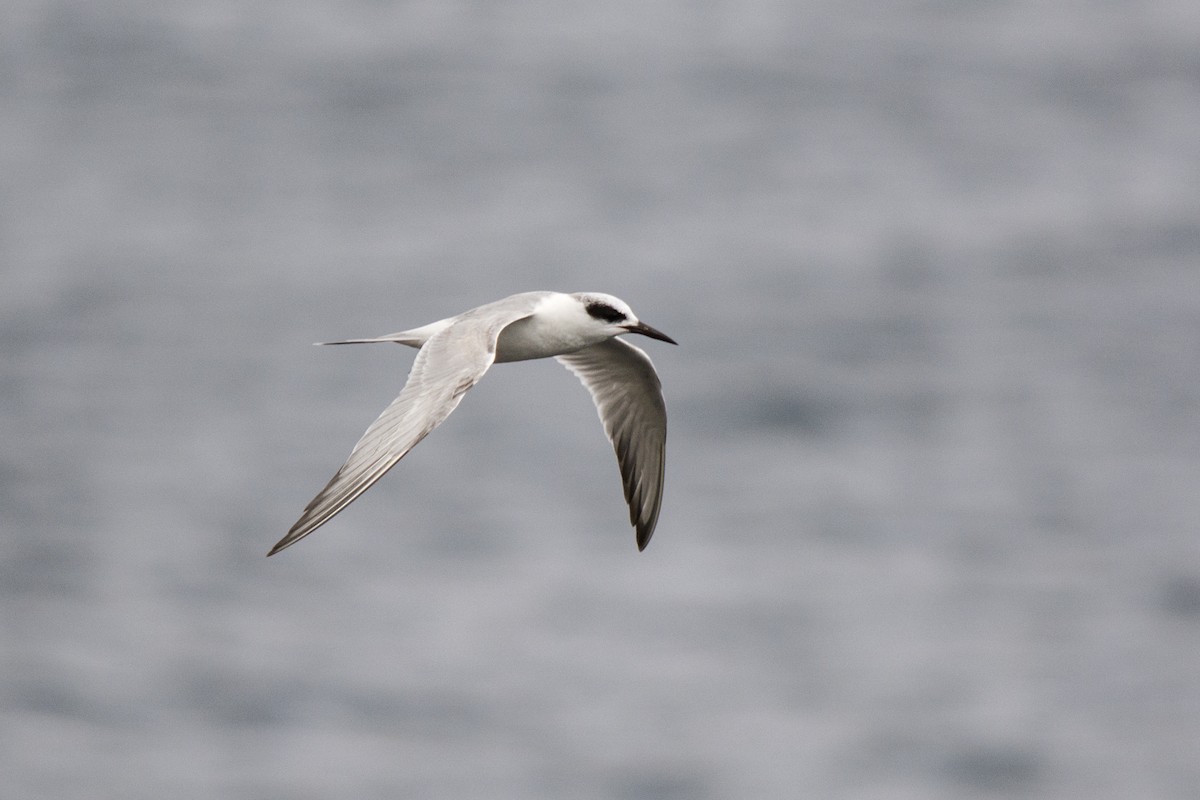 Forster's Tern - Bruno Pereira