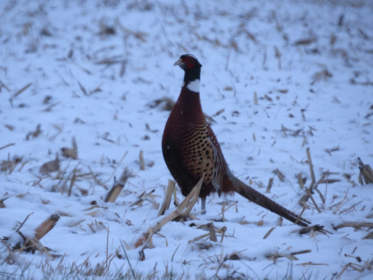 Ring-necked Pheasant - Jacob Raber