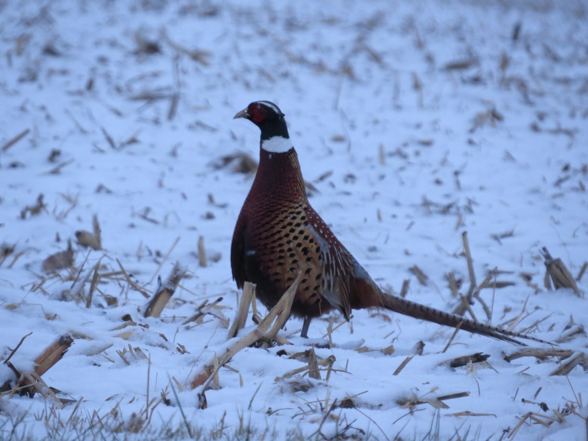 Ring-necked Pheasant - ML550750431