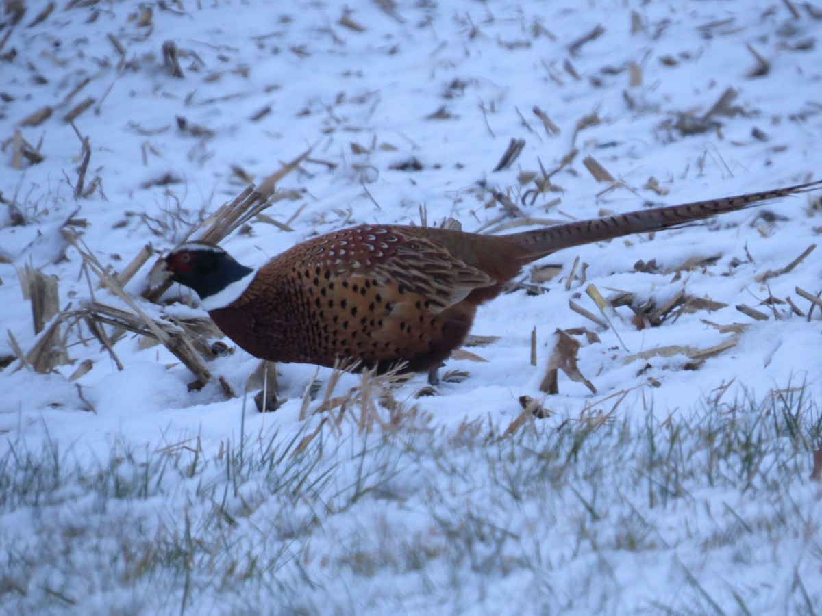 Ring-necked Pheasant - ML550750441