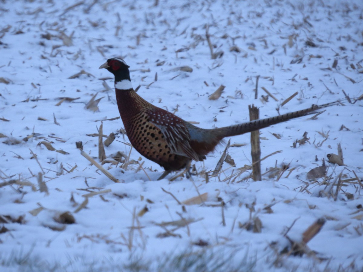 Ring-necked Pheasant - ML550750451