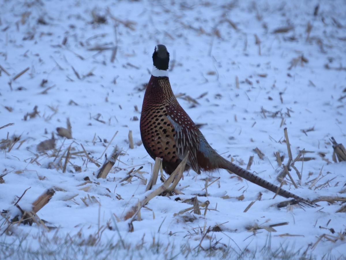 Ring-necked Pheasant - ML550750461