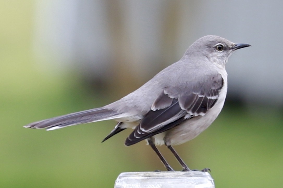 Northern Mockingbird - ML550753131