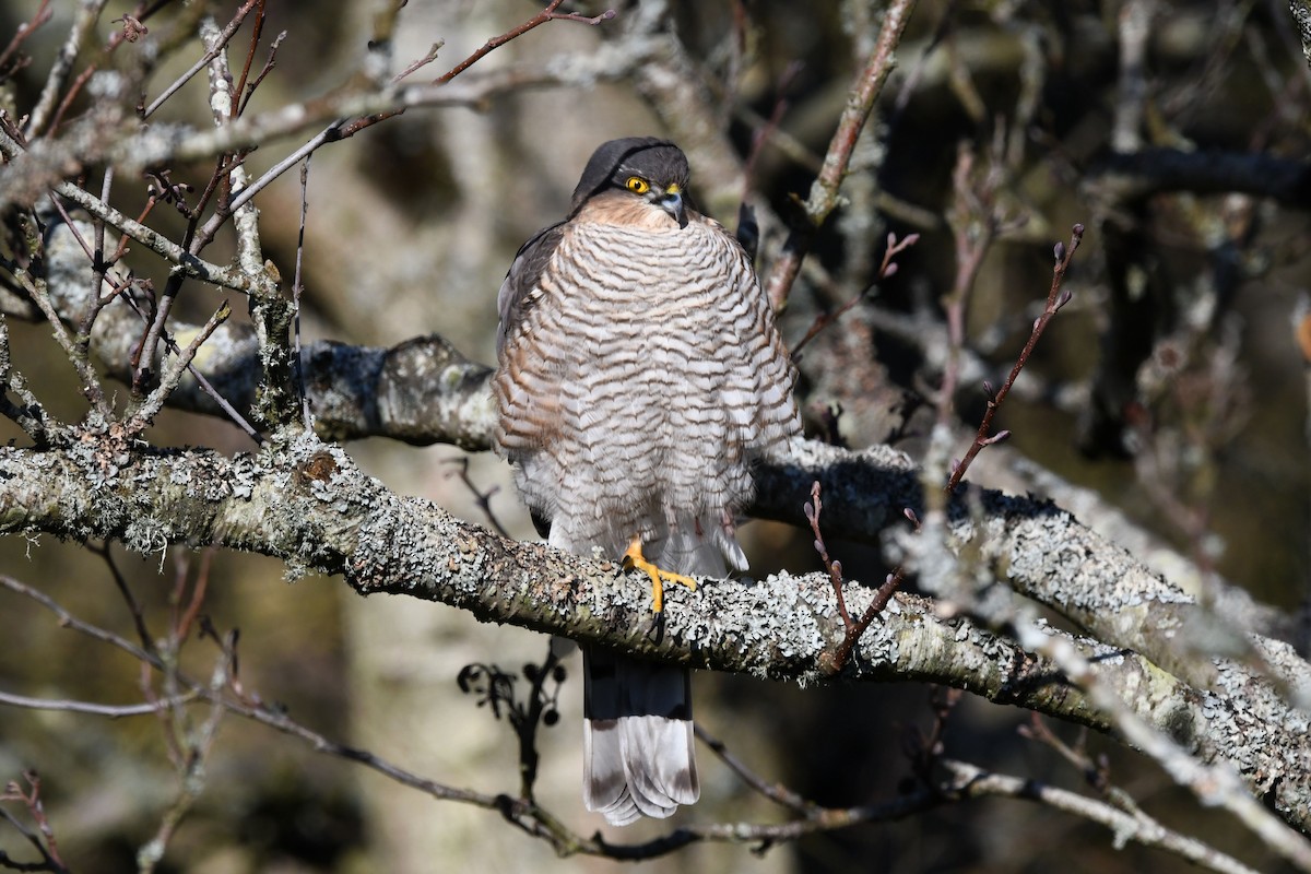 Eurasian Sparrowhawk - ML550753301