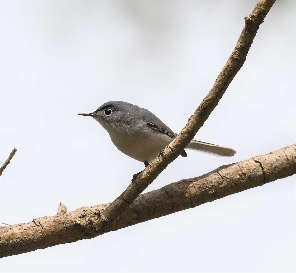 Blue-gray Gnatcatcher - Cindy Stacy