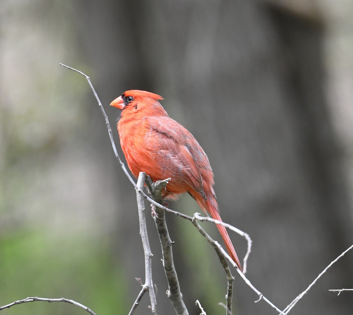 Northern Cardinal - Cindy Stacy