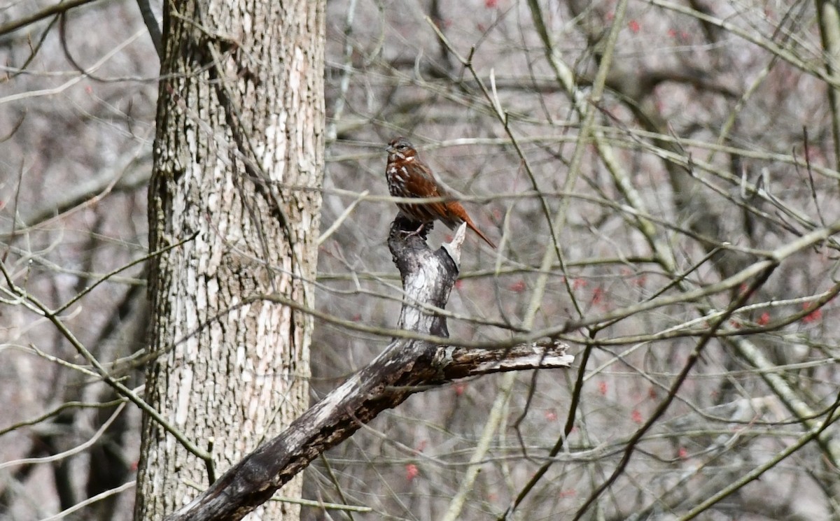 Fox Sparrow - ML550755061