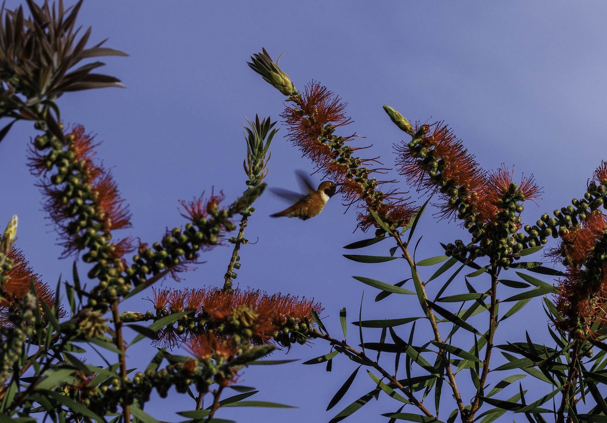 Rufous Hummingbird - ML550755761