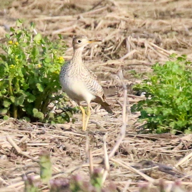 Upland Sandpiper - Brad Imhoff