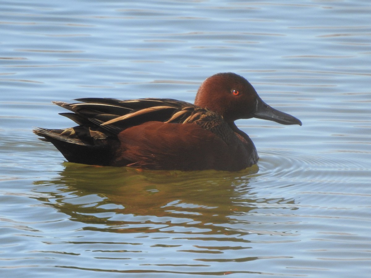 Cinnamon Teal - ML550757571