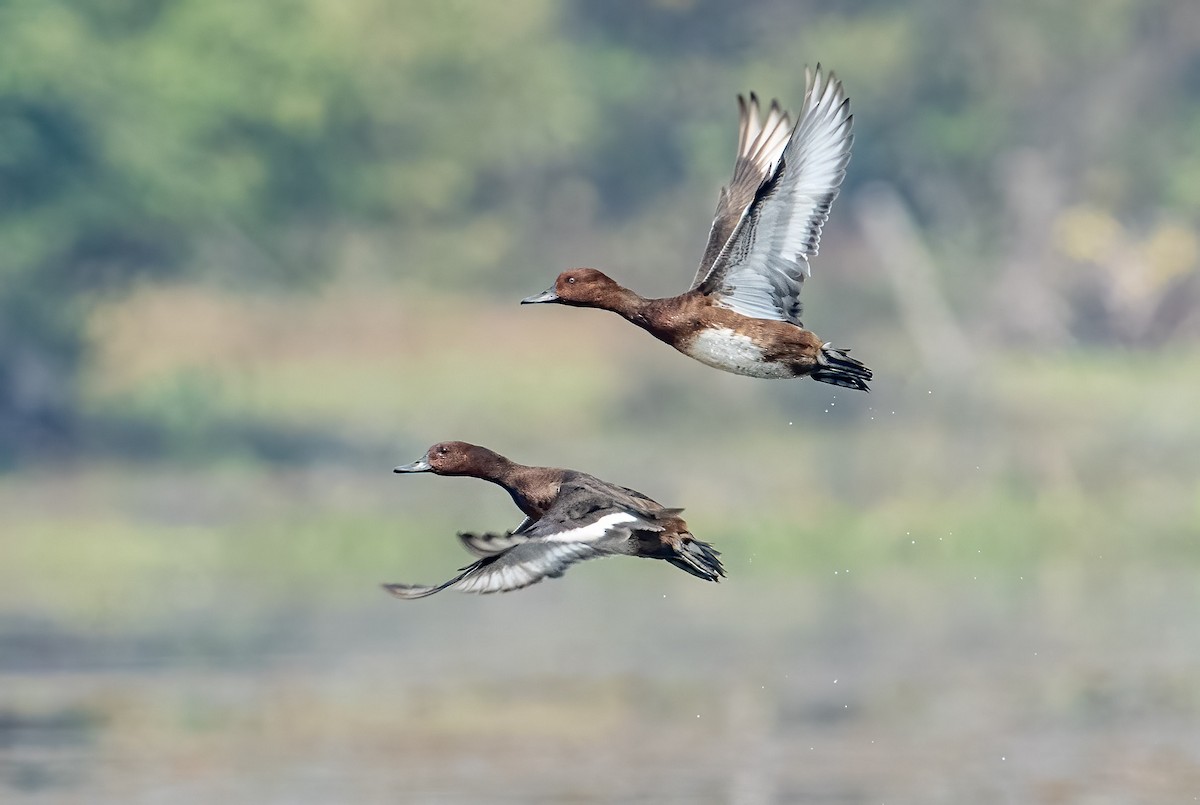 Ferruginous Duck - ML550758051