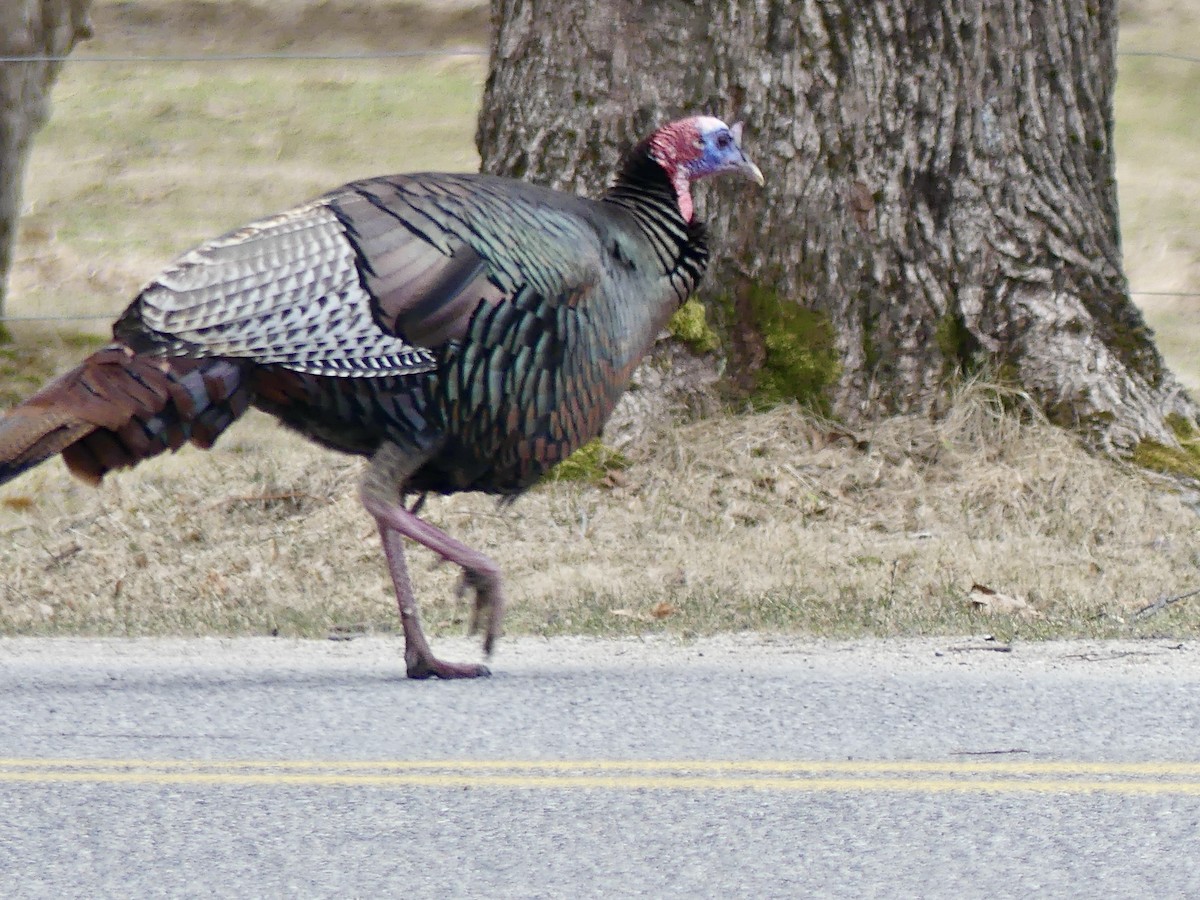 Wild Turkey - ML550759421