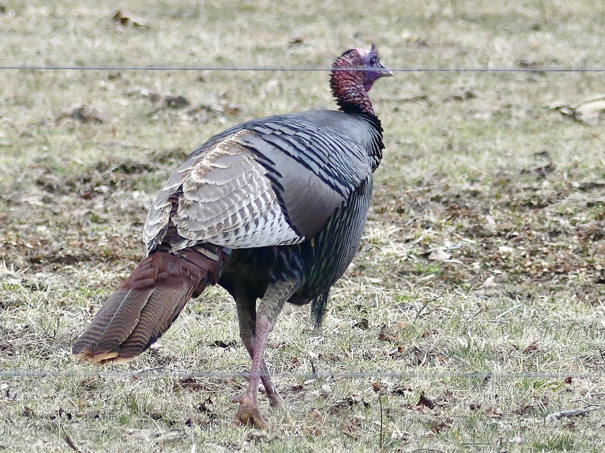 Wild Turkey - ML550759431