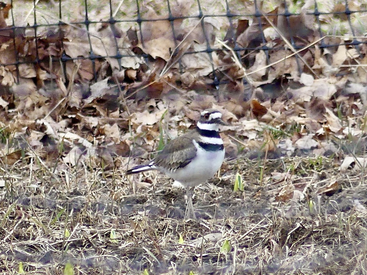 Killdeer - ML550759571