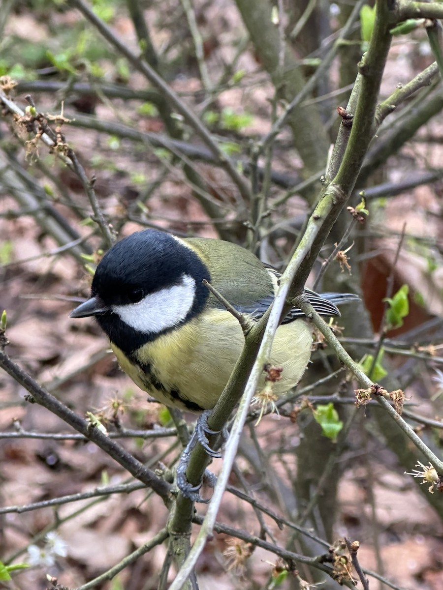 Great Tit - ML550759691