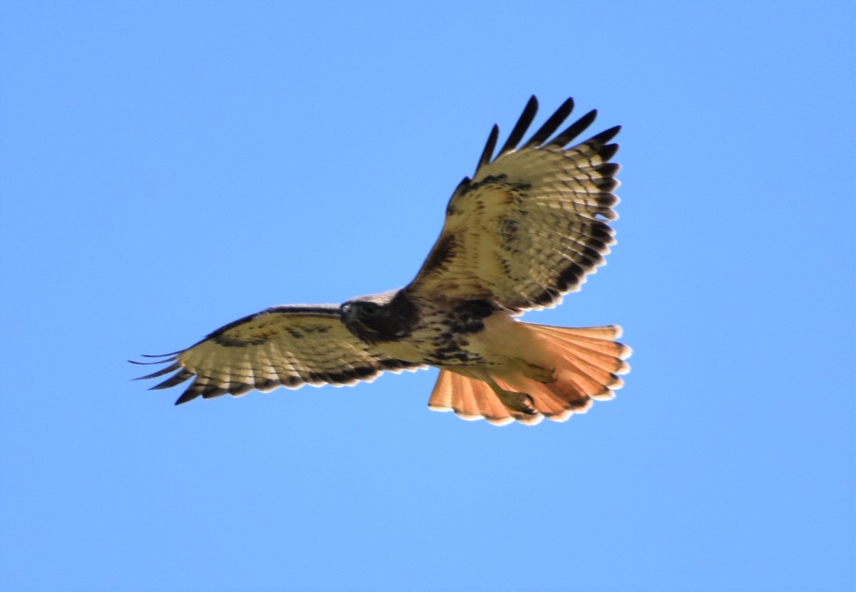 Red-tailed Hawk (abieticola) - ML550761501