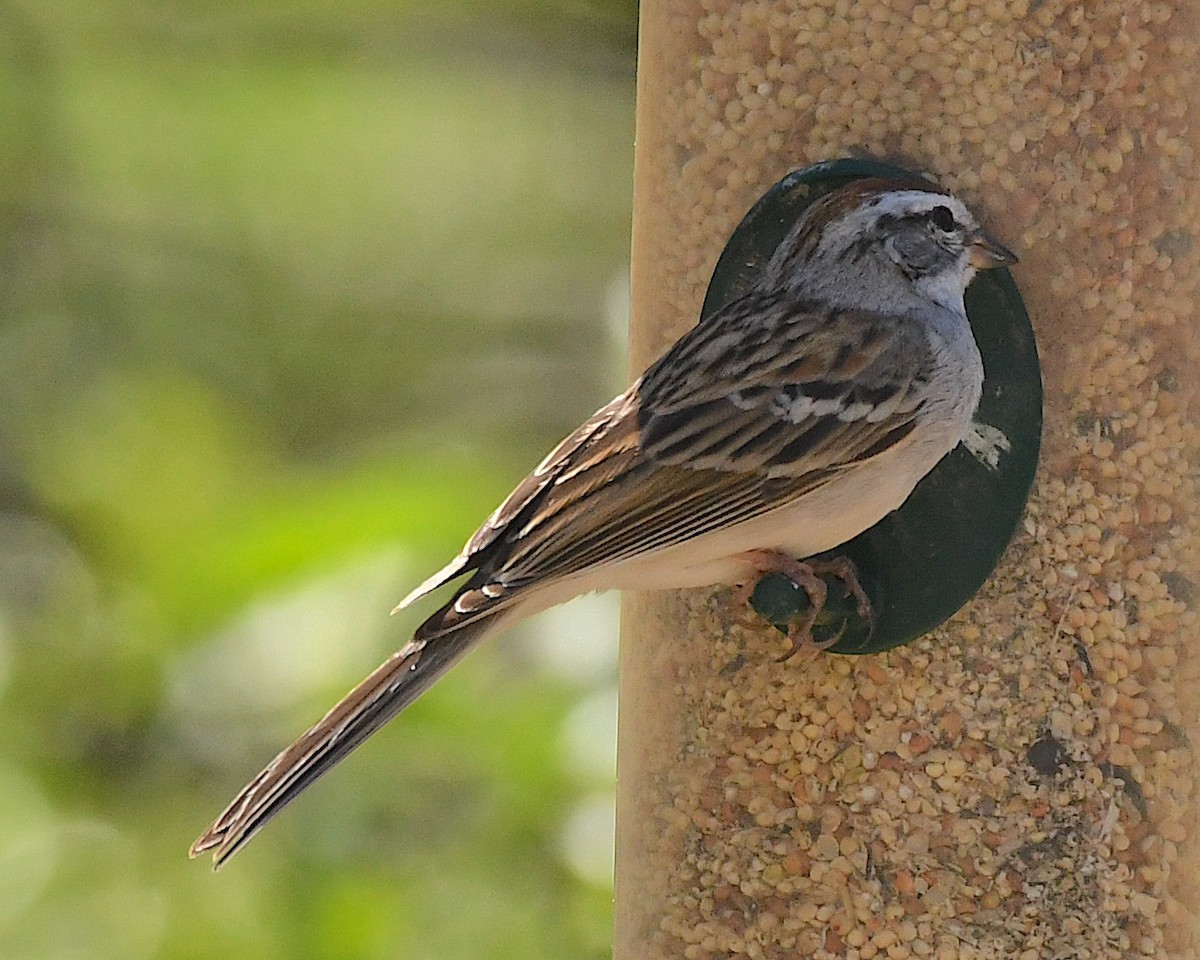 Chipping Sparrow - ML550762311