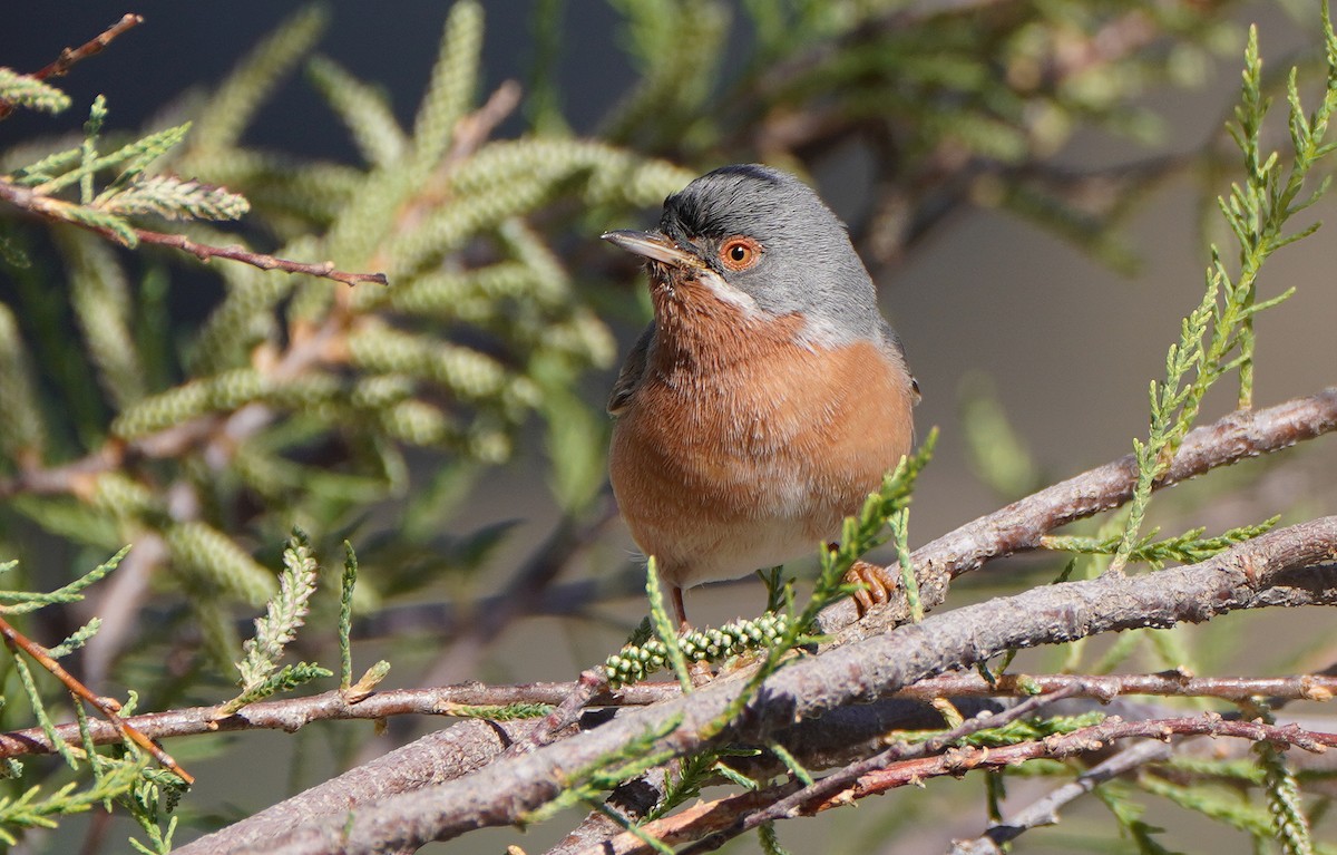 Curruca Carrasqueña Occidental - ML550763371
