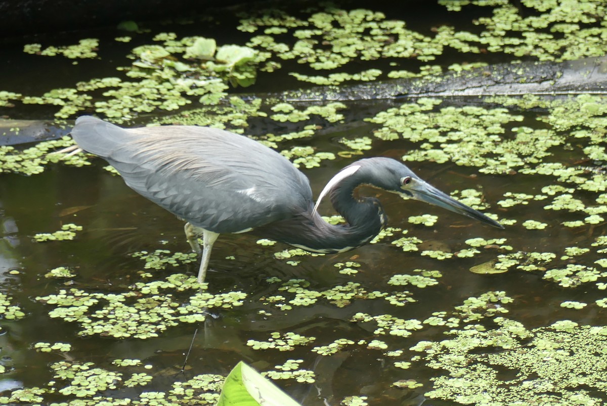 Tricolored Heron - ML550763561