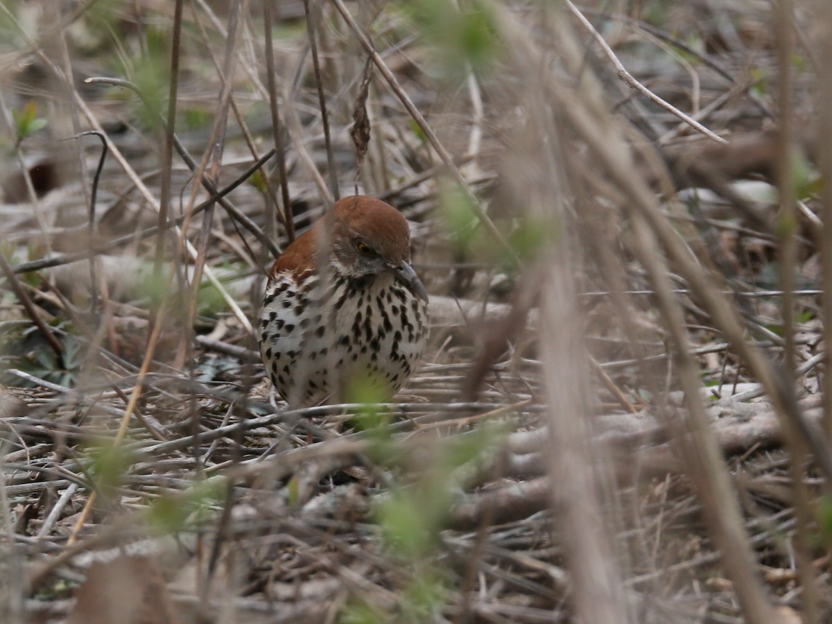 Brown Thrasher - ML550764411