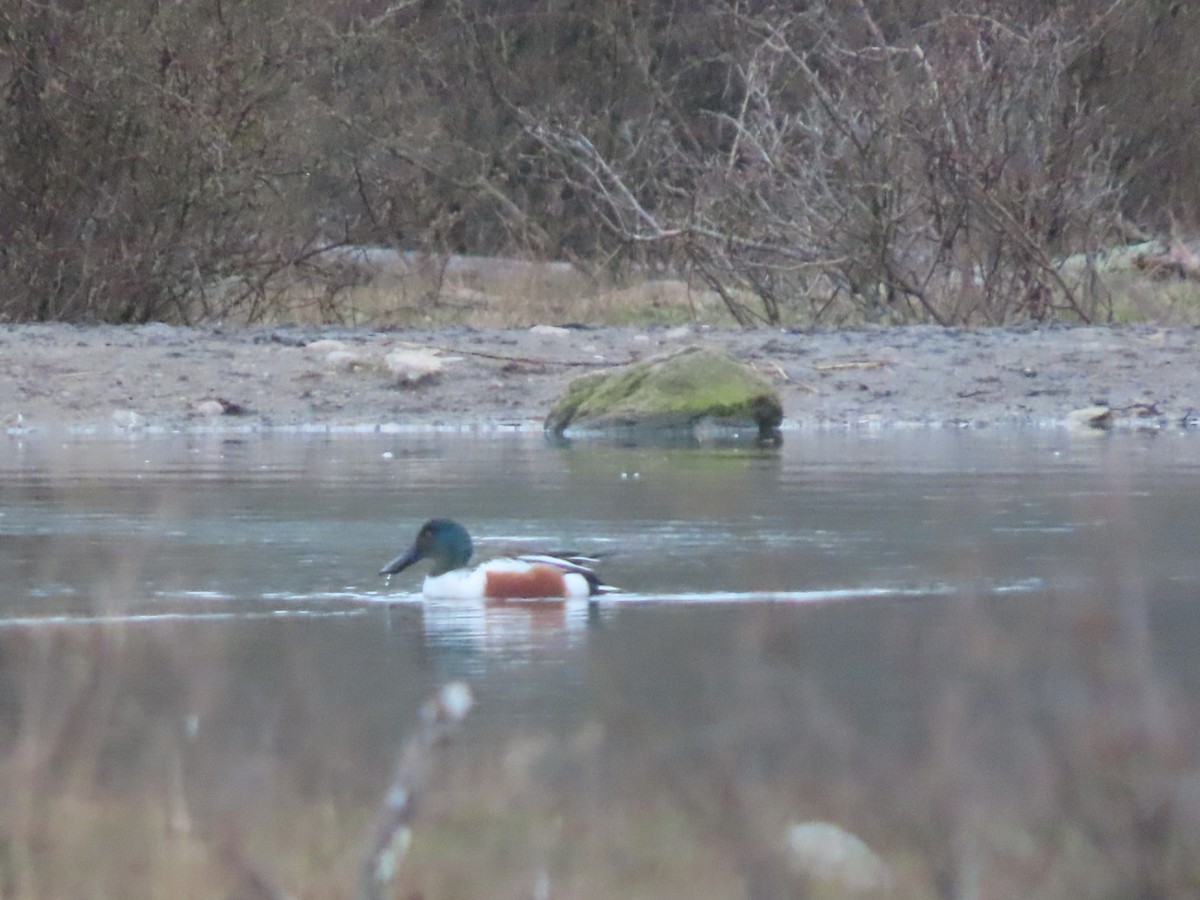 Canard souchet - ML550765191