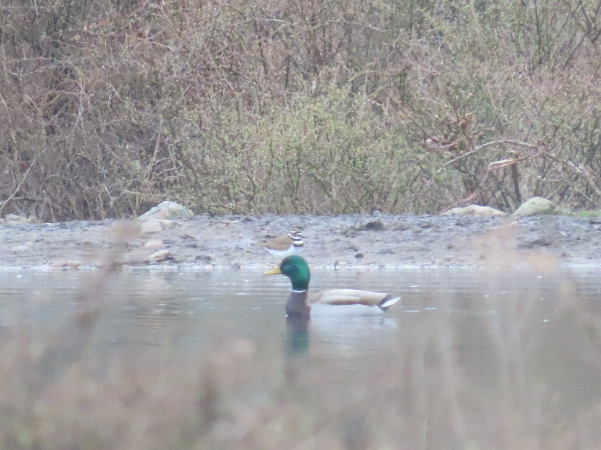 Canard colvert - ML550765291