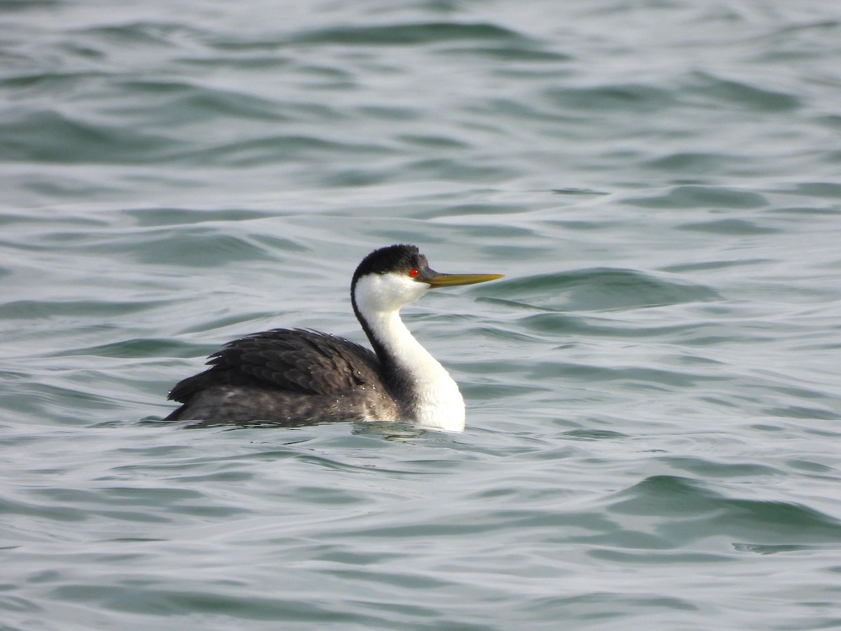 Western Grebe - ML550765781