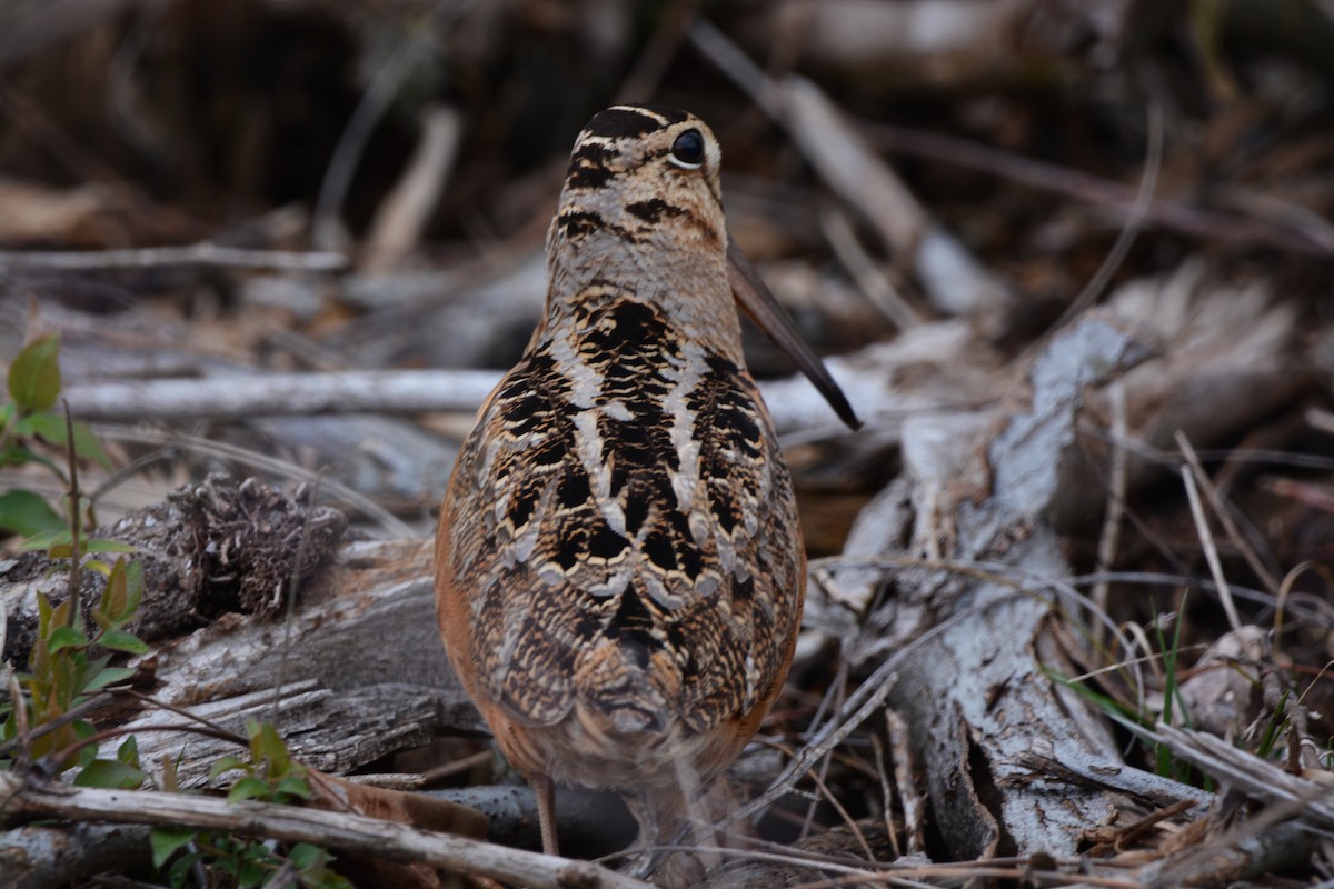 American Woodcock - Kara Morales