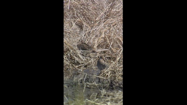 Wilson's Snipe - ML550768091