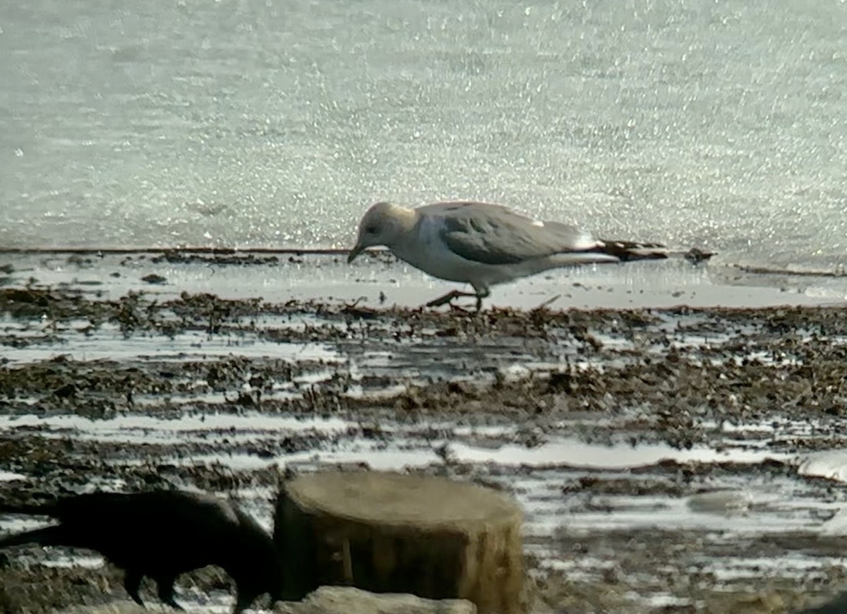 Short-billed Gull - ML550768611