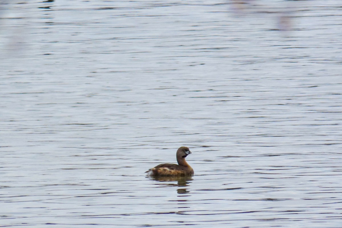 Pied-billed Grebe - ML550771301