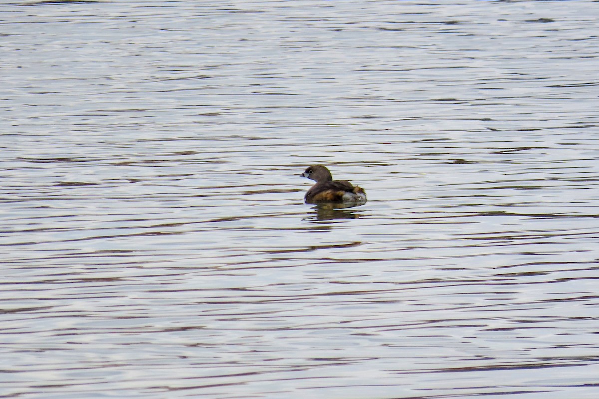 Pied-billed Grebe - ML550771311