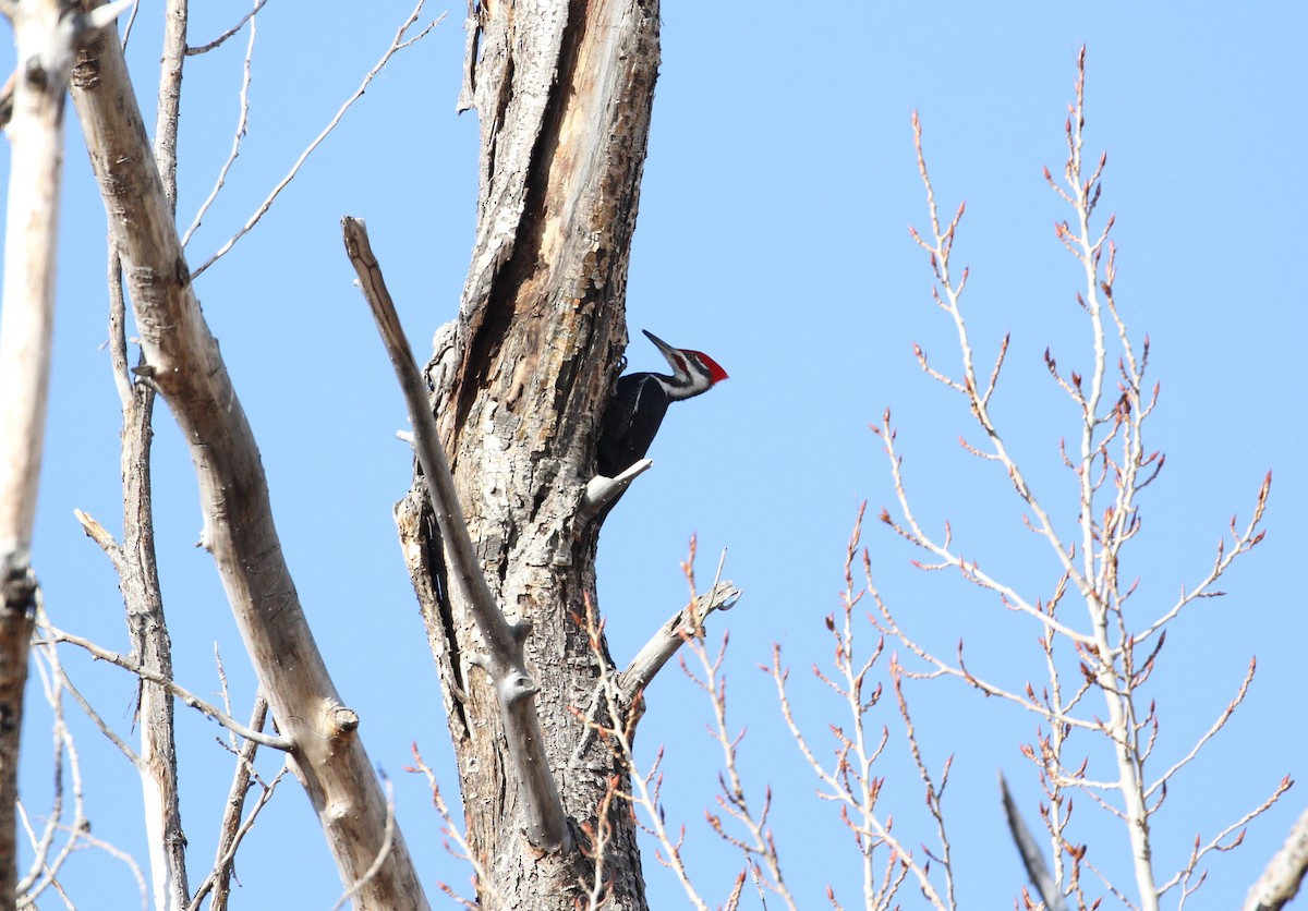Pileated Woodpecker - ML550772021
