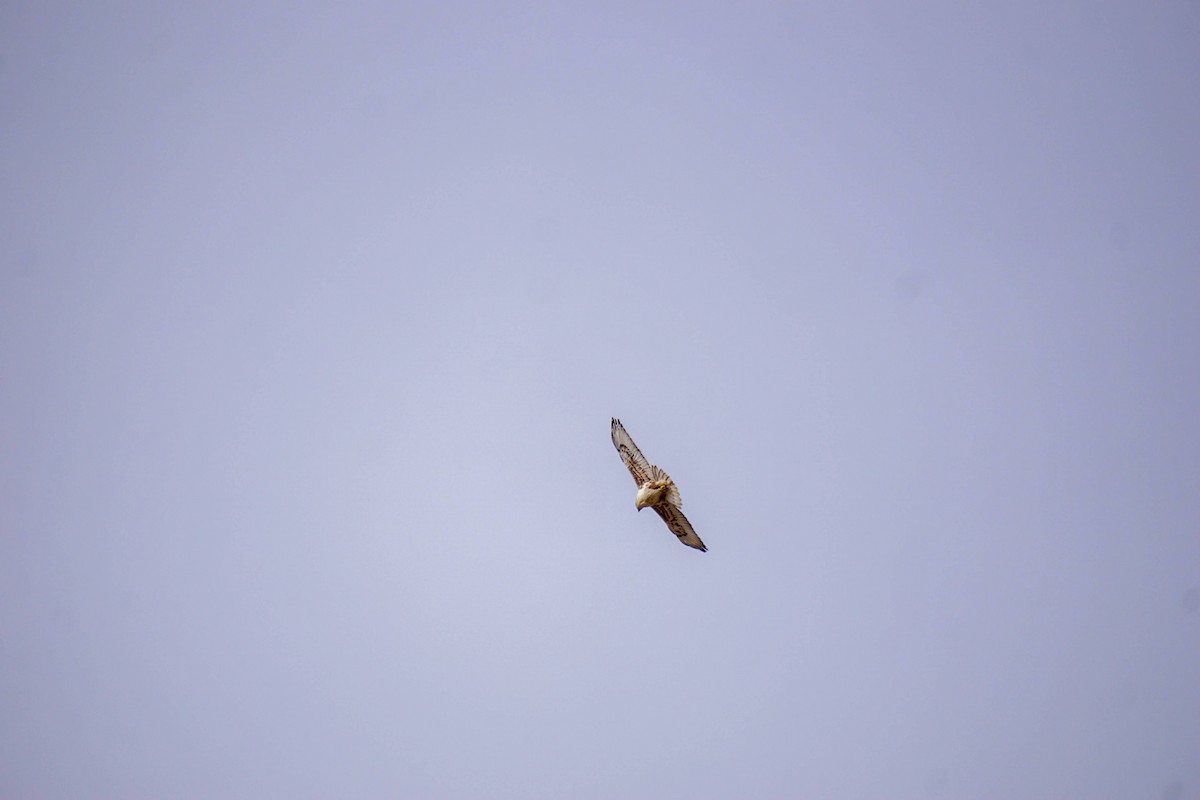 Ferruginous Hawk - ML550772811