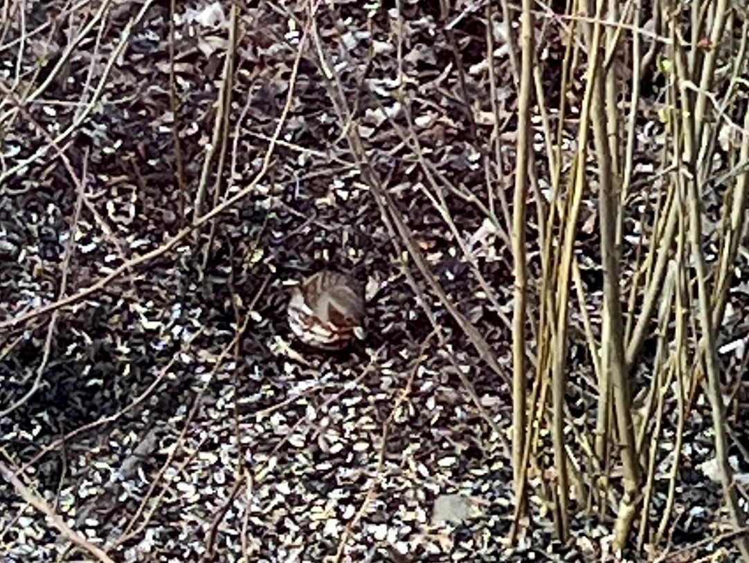 Fox Sparrow - ML550772921