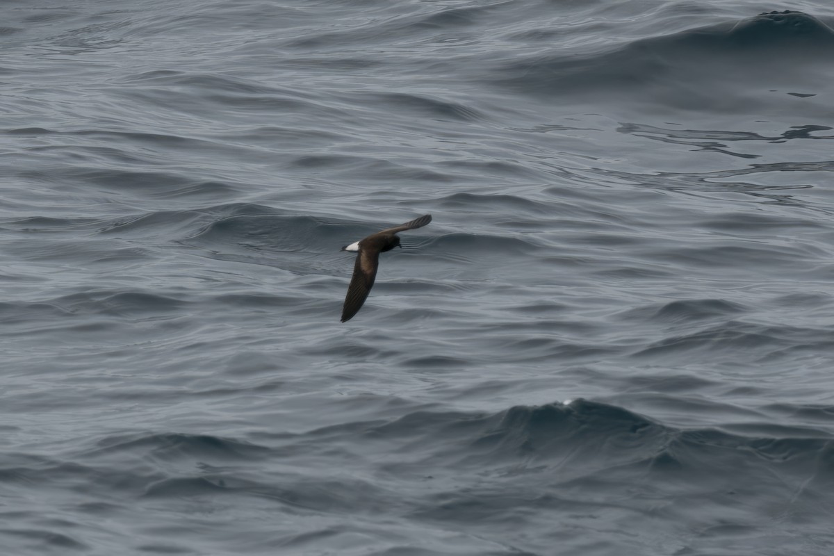 Wedge-rumped Storm-Petrel - ML550773231